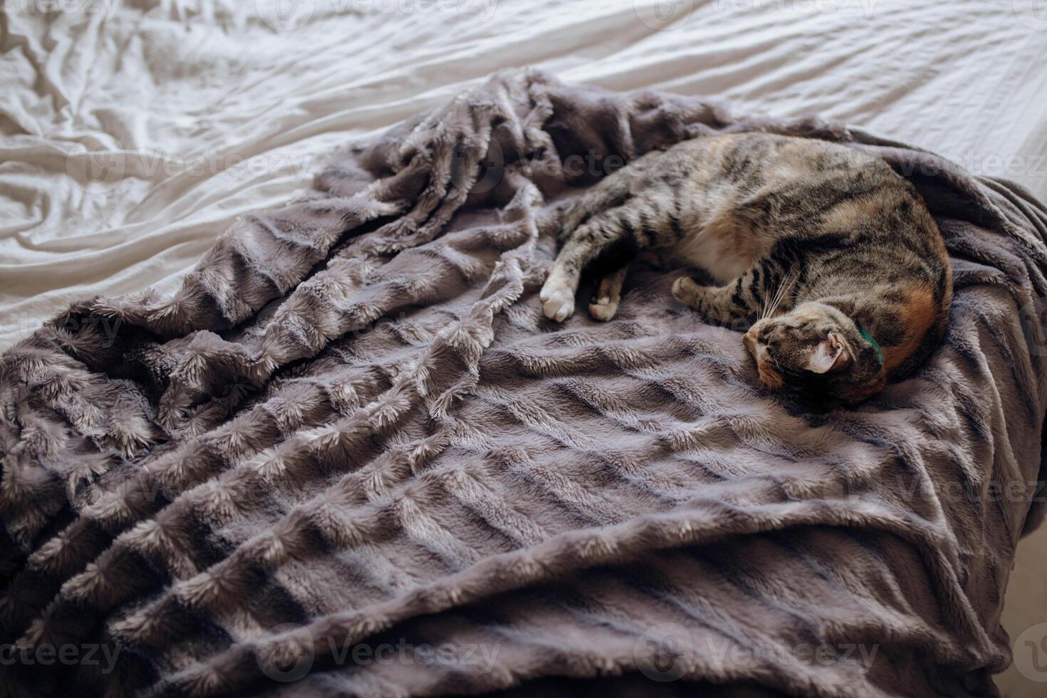 A cat laying on a bed with a blanket photo