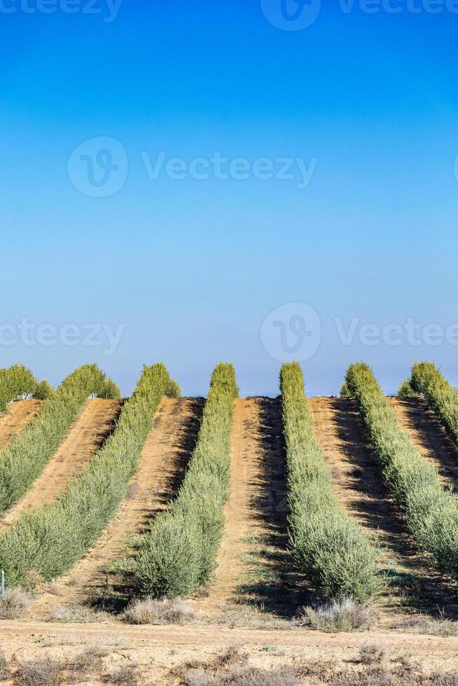 A row of trees photo