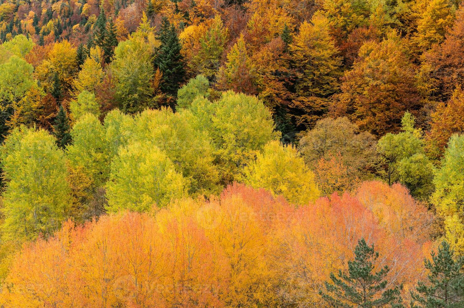 Colorful trees in autumn in the mountains photo