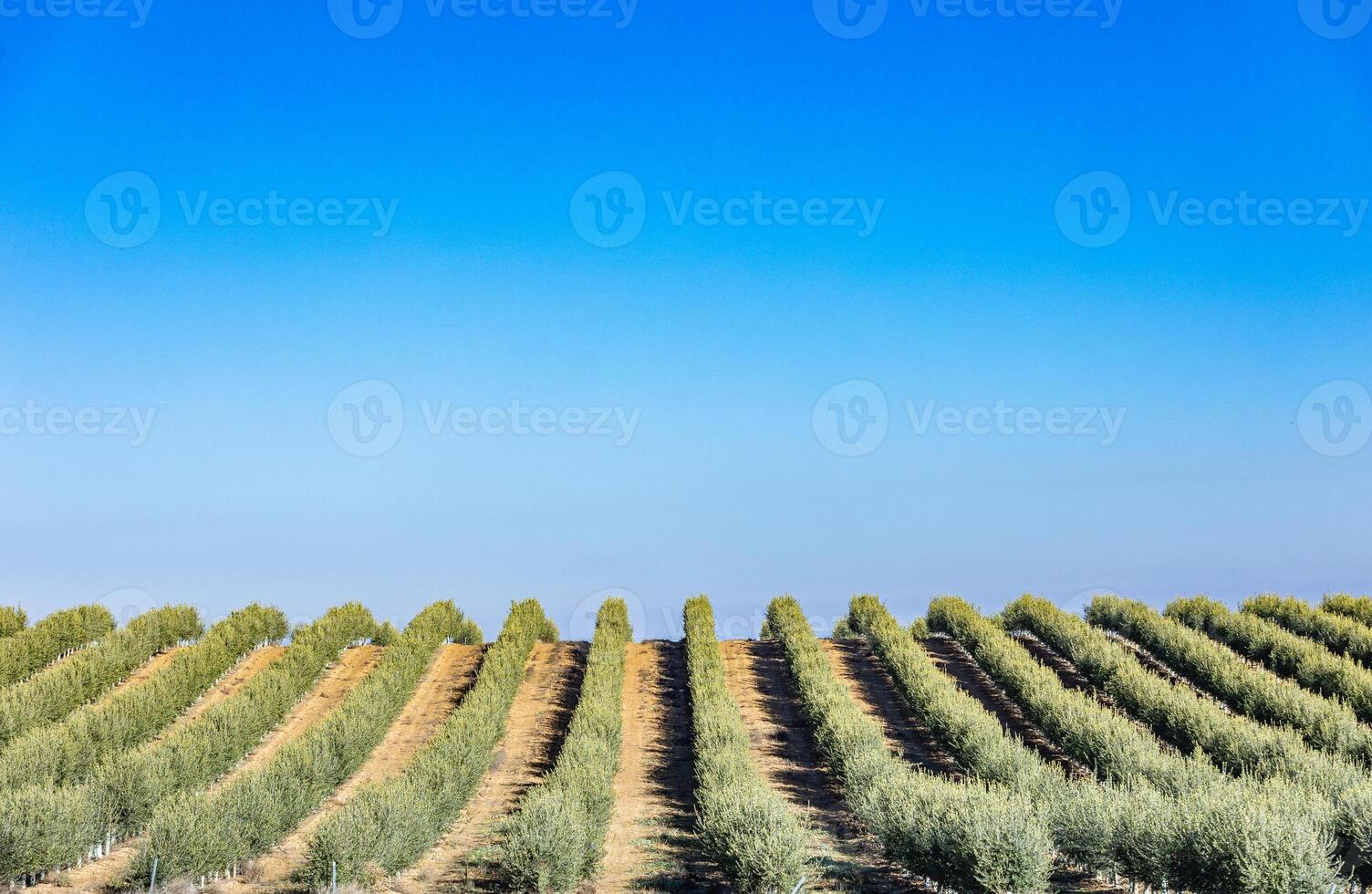 A field of trees photo