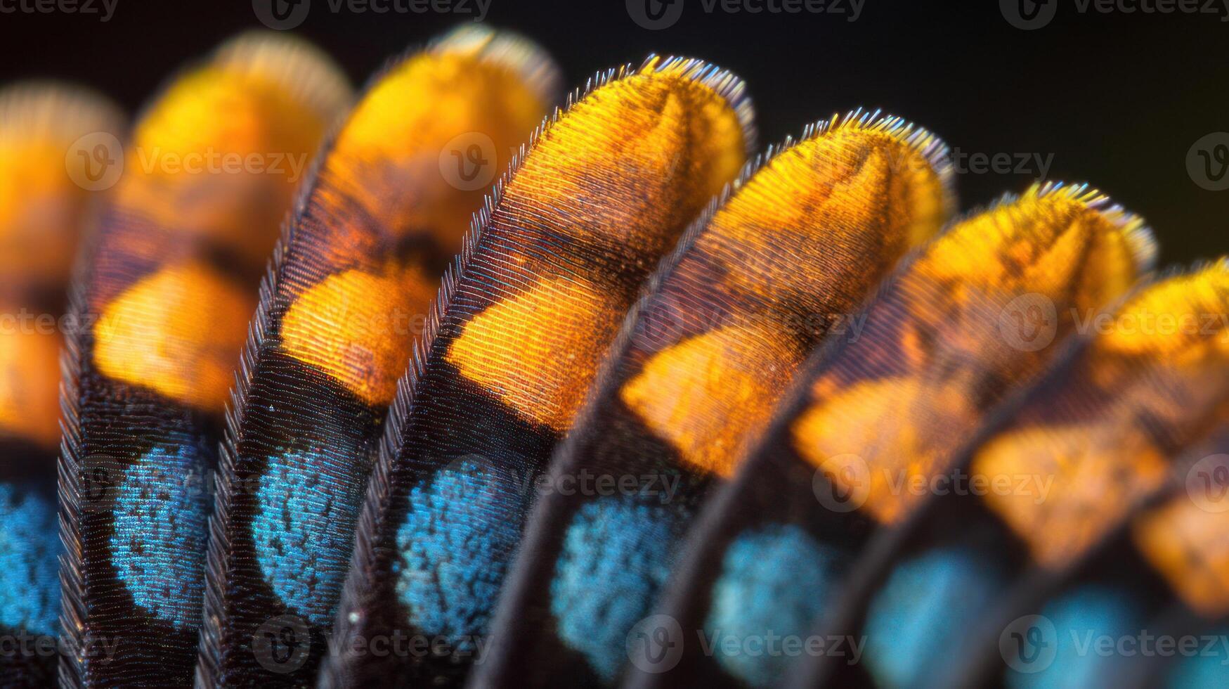 Colorful insect wings showcasing vibrant patterns and intricate textures. photo