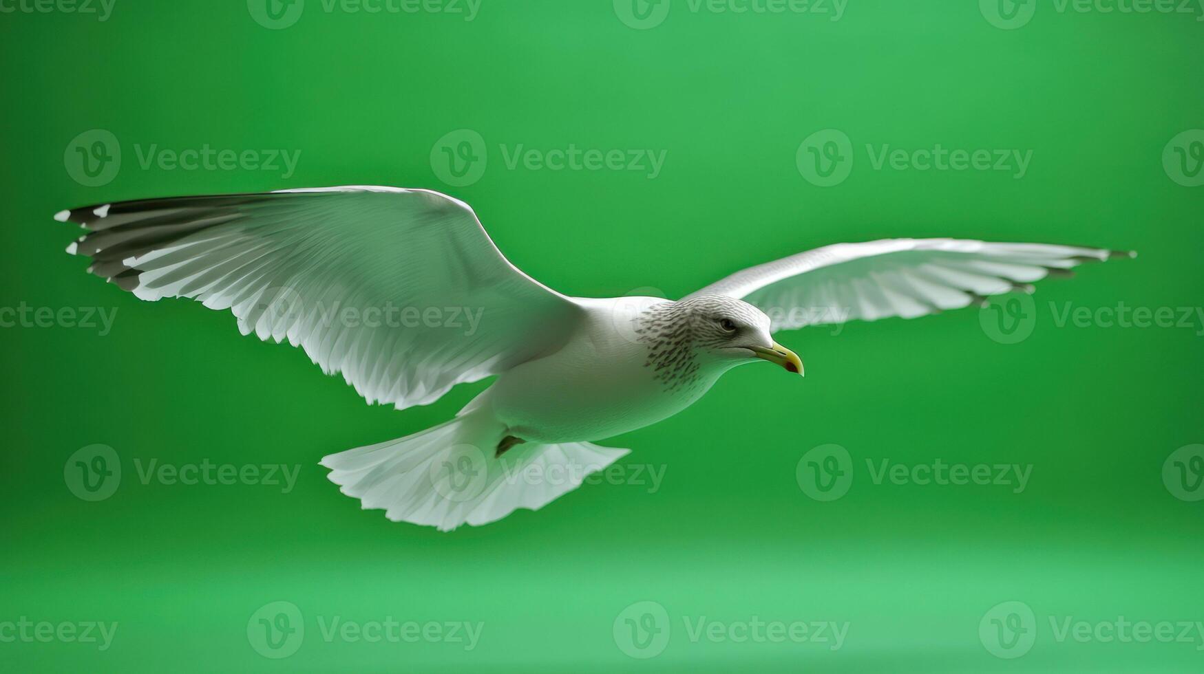 A graceful seagull in flight against a vibrant green background. photo