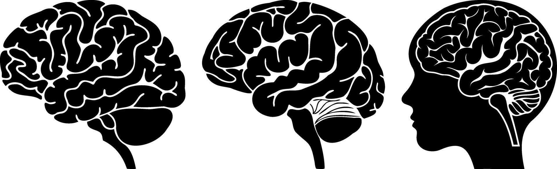 series of brain illustrations, highlighting different perspectives vector
