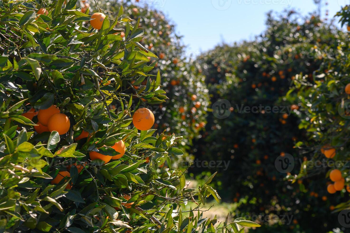 Lush orange grove bursting with ripe fruit on a sunny day in a tranquil countryside setting photo