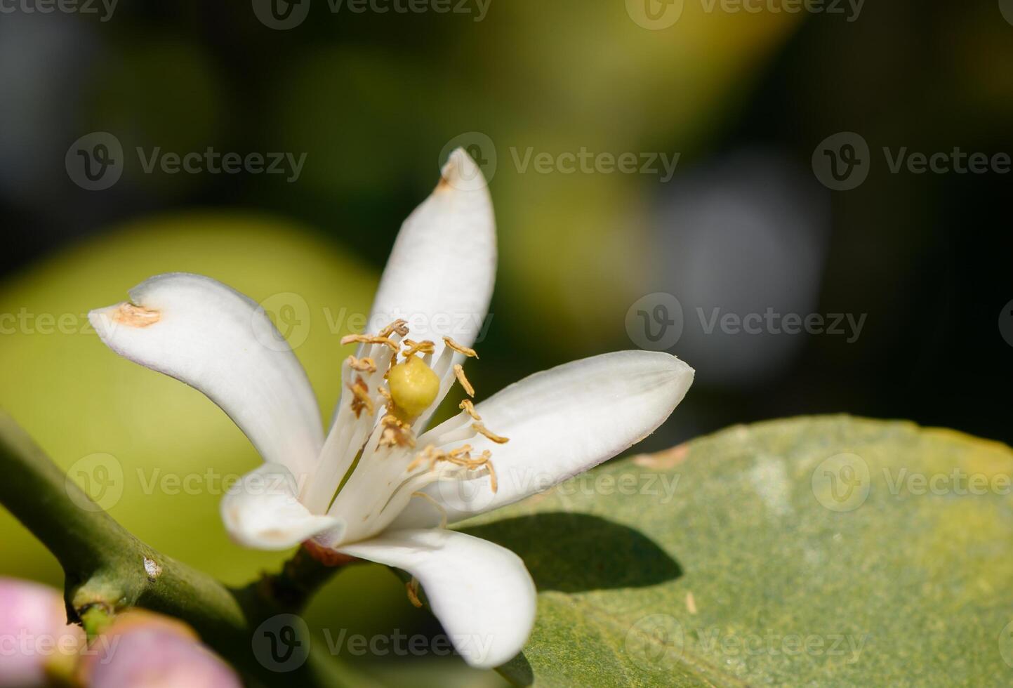 Vibrant citrus blossom captivating nature in a sunny garden during the afternoon photo