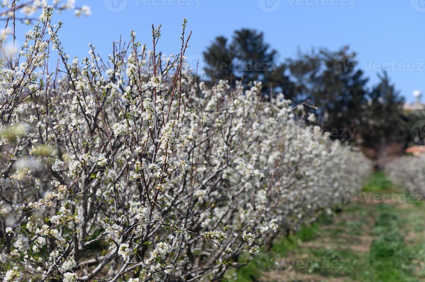 Blossoming cherry trees create a stunning display in a sunny orchard during springtime photo
