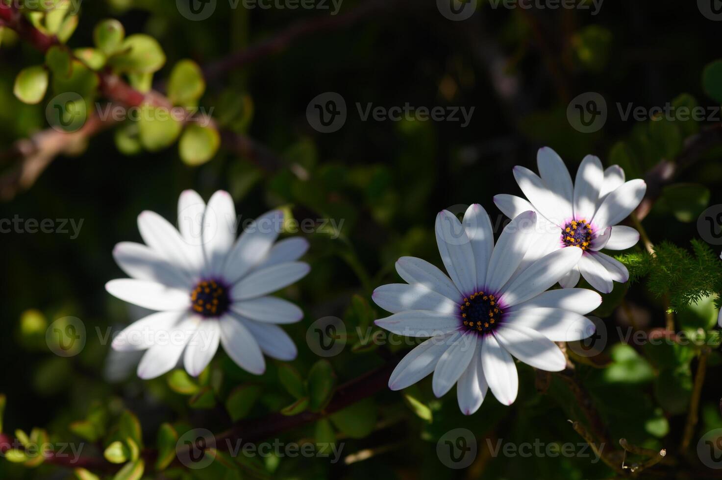 Delicate white flowers bloom amidst green foliage in serene sunlight photo