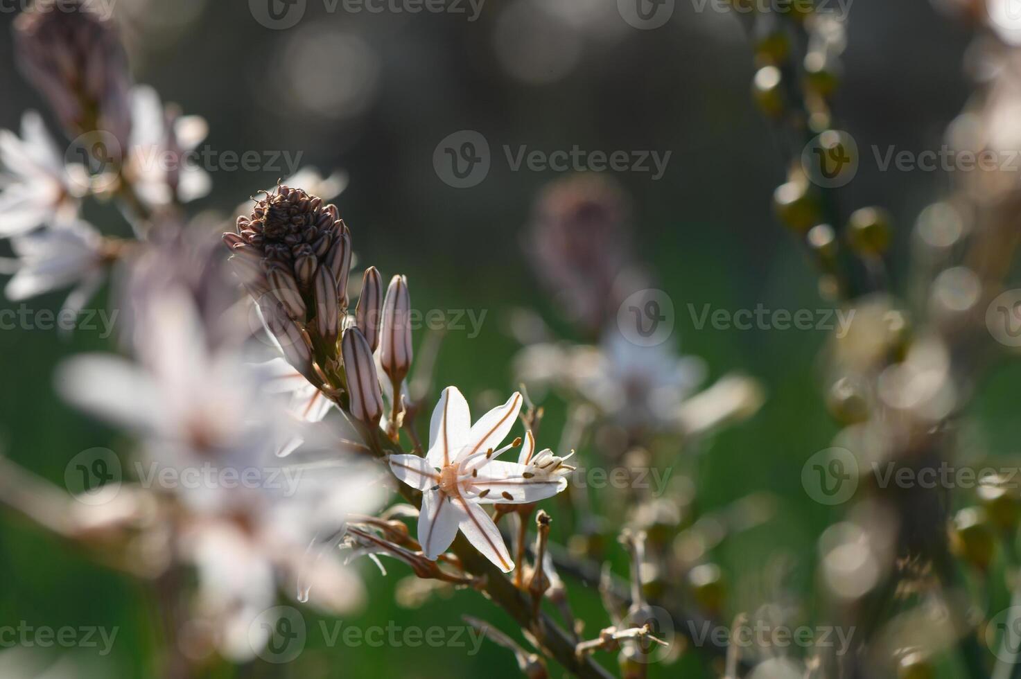 Delicate wildflowers dance under the warm sun in a vibrant meadow filled with life photo
