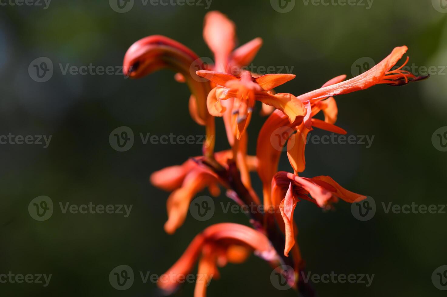 Bright orange wildflower blooms in a lush garden setting during the warm afternoon sunlight photo