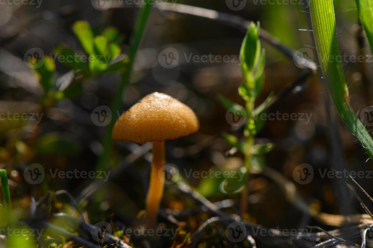 Golden mushroom emerges from lush greenery under the warm sunlight in a serene forest setting photo