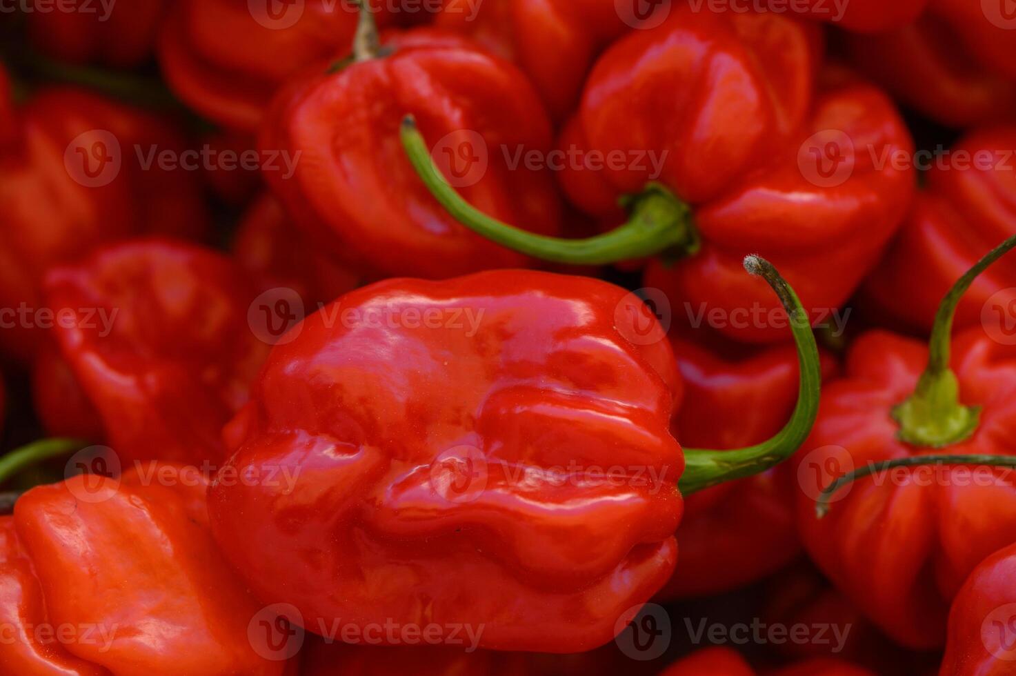Vibrant red habanero peppers arranged artfully at a local market in the heart of summer photo