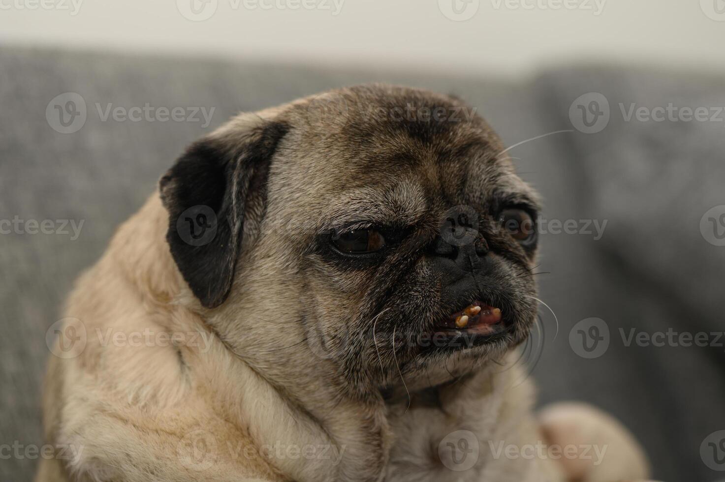Charming pug relaxing on a cozy couch, capturing the essence of lazy afternoons in a warm living room photo
