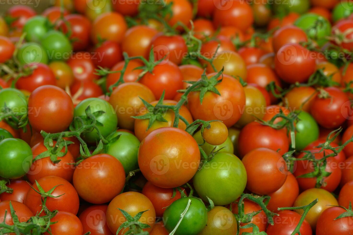 Vibrant display of fresh tomatoes ready for harvest during a sunny afternoon at a local farm photo