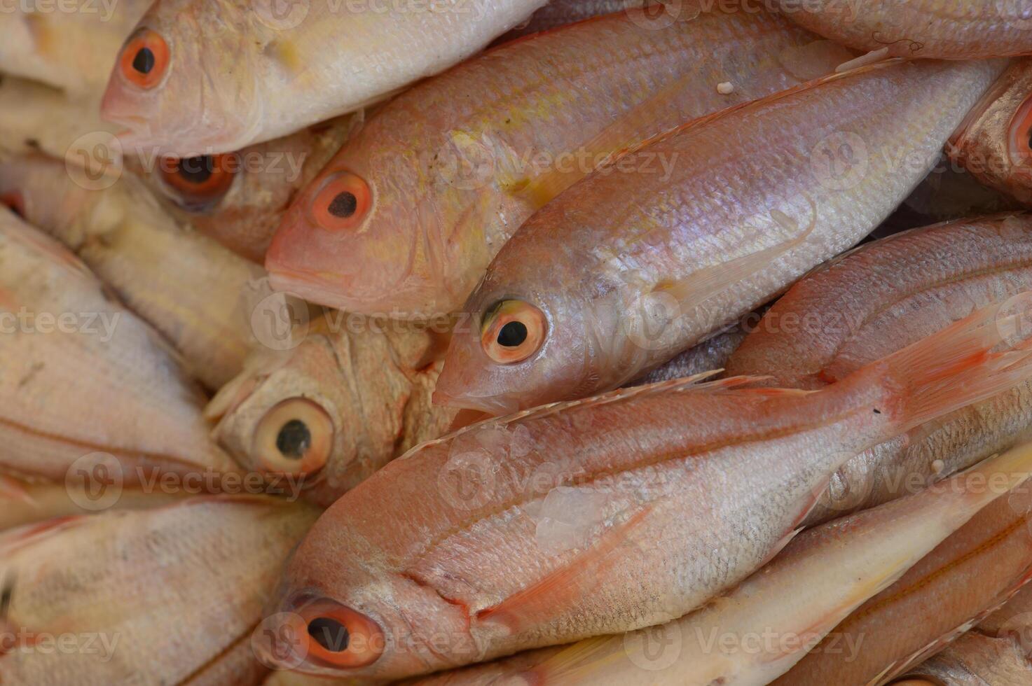 Colorful fish displayed in a bustling market creating a vibrant atmosphere at midday photo