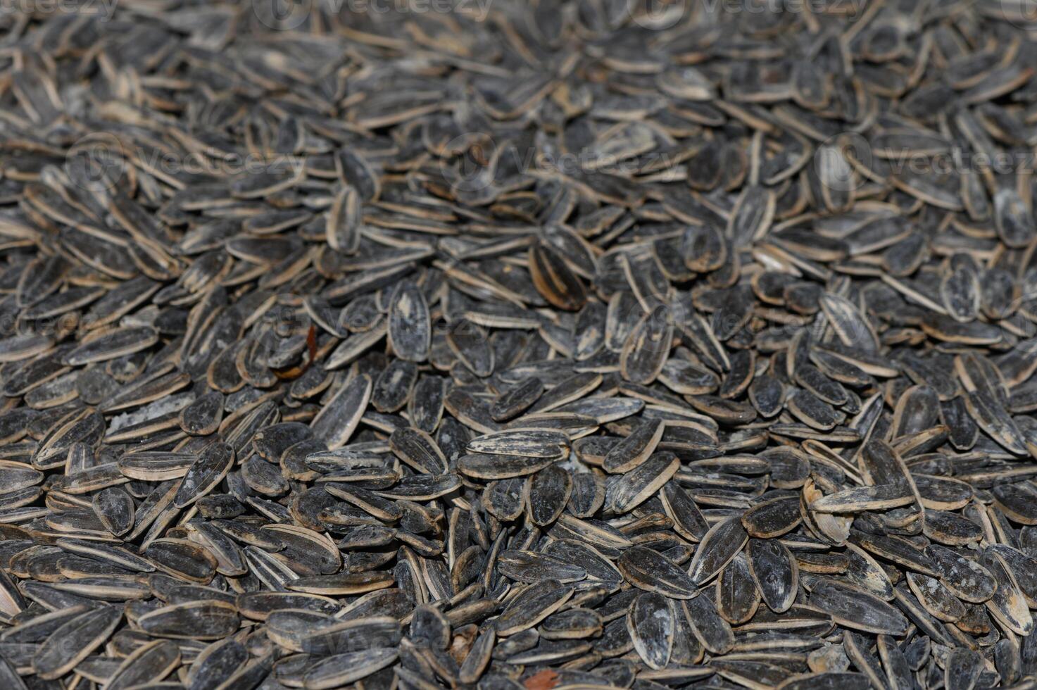 Harvested sunflower seeds spread out on a textured surface for drying and sorting in a rustic setting photo