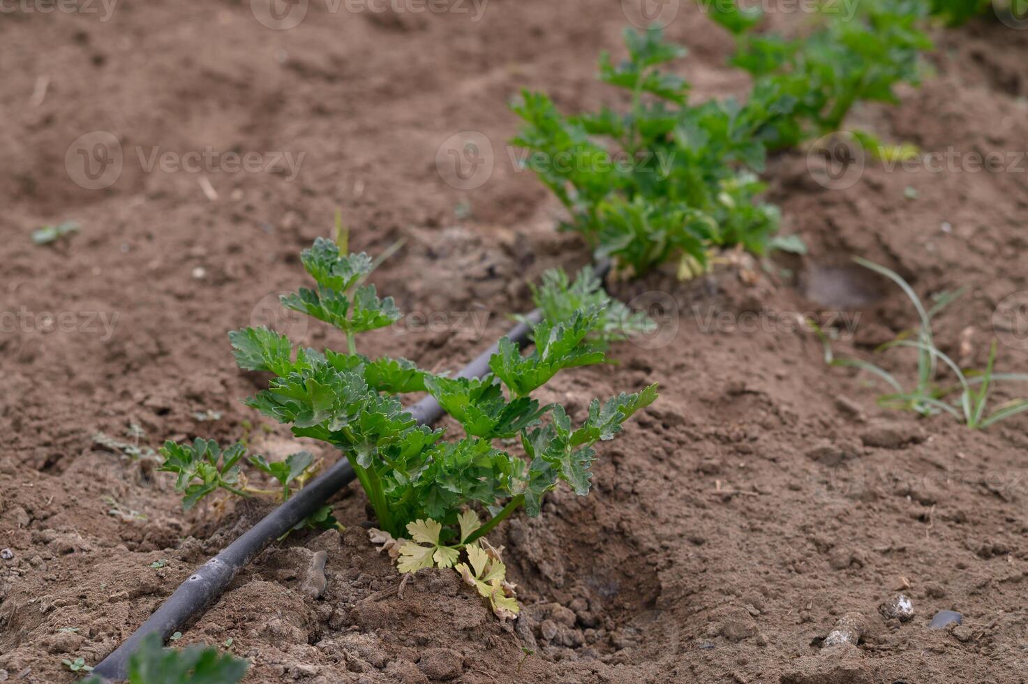 Freshly planted celery thrives in a rich, earthy garden bed under soft afternoon sunlight in early spring photo