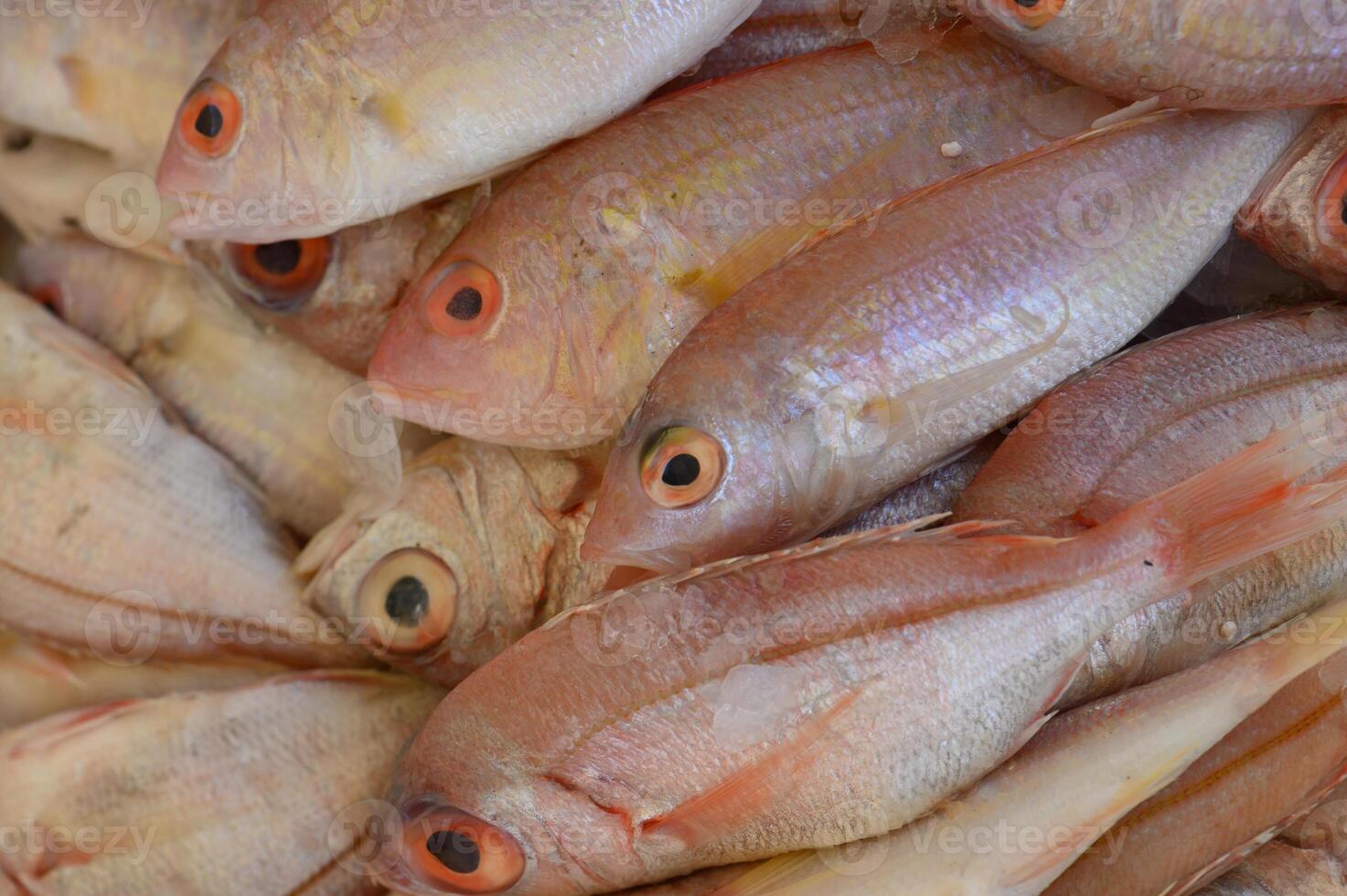 Freshly caught fish displayed at a bustling local market in a coastal town under the warm sun photo