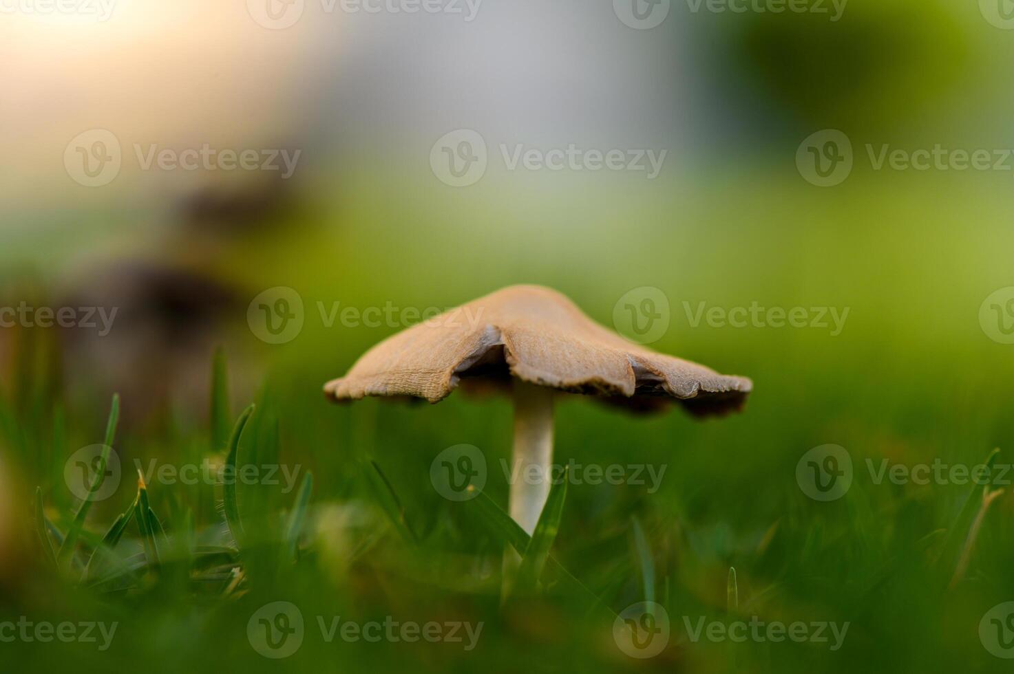 Delicate mushroom stands tall on lush green lawn under soft sunlight in the early morning photo