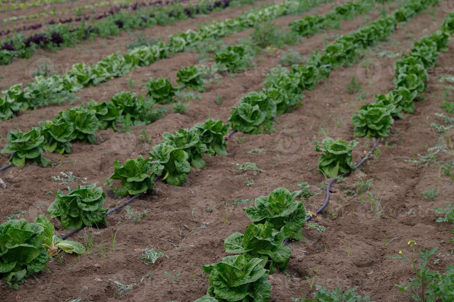 Fresh lettuce rows thrive in lush green earth under soft sunlight during a bright afternoon in a tranquil farm field photo
