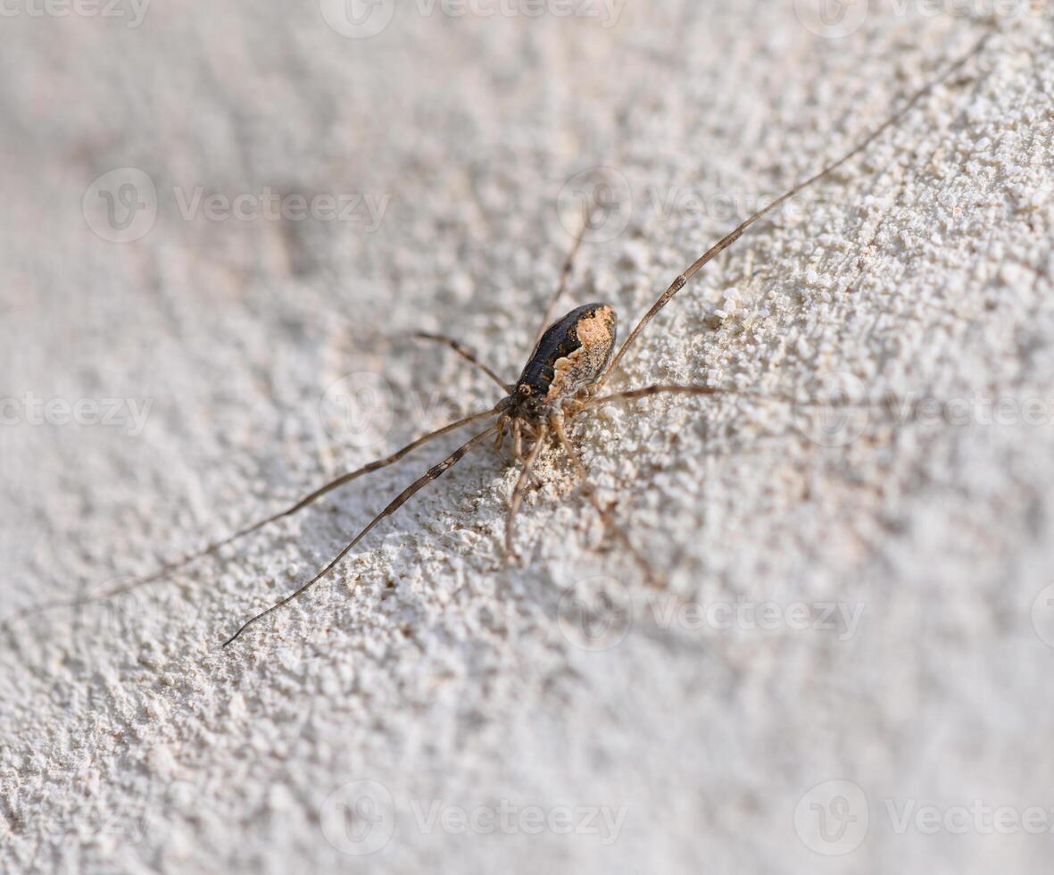 Intricate spider weaving its web against a textured wall during the quiet hours of the morning photo