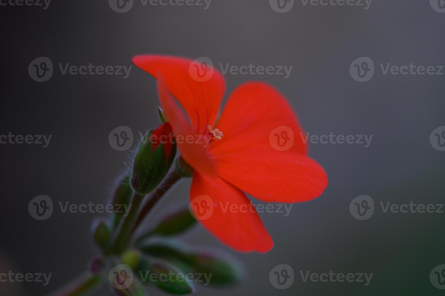 Bright red flower blooms elegantly against a blurred background during golden hour in a tranquil garden setting photo