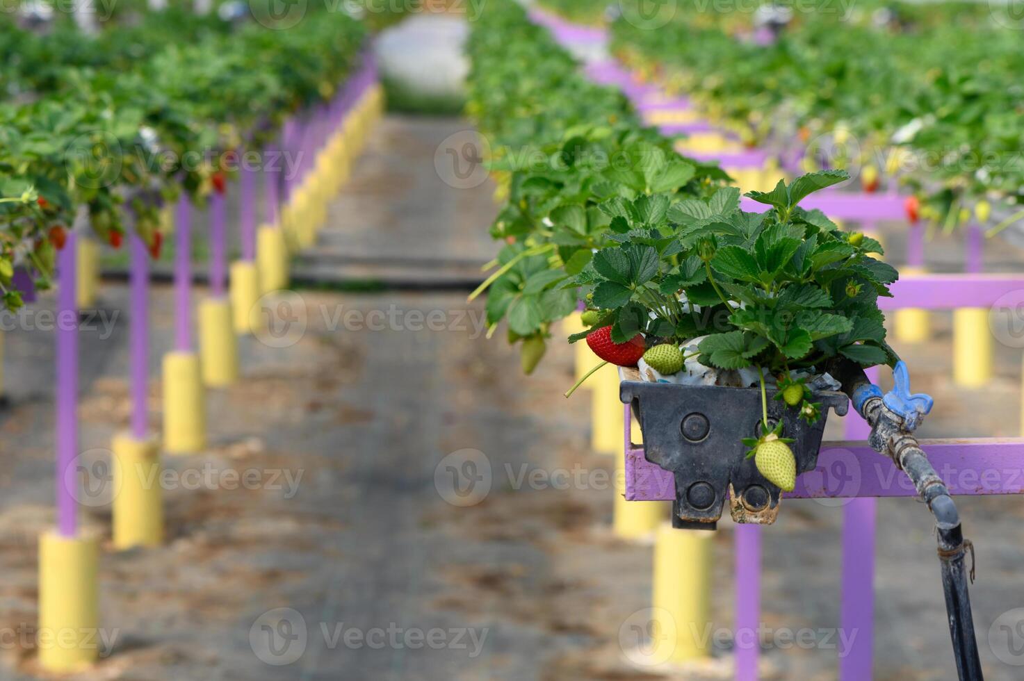 Bright red strawberries growing in a vibrant field of green and purple at an innovative agricultural site photo