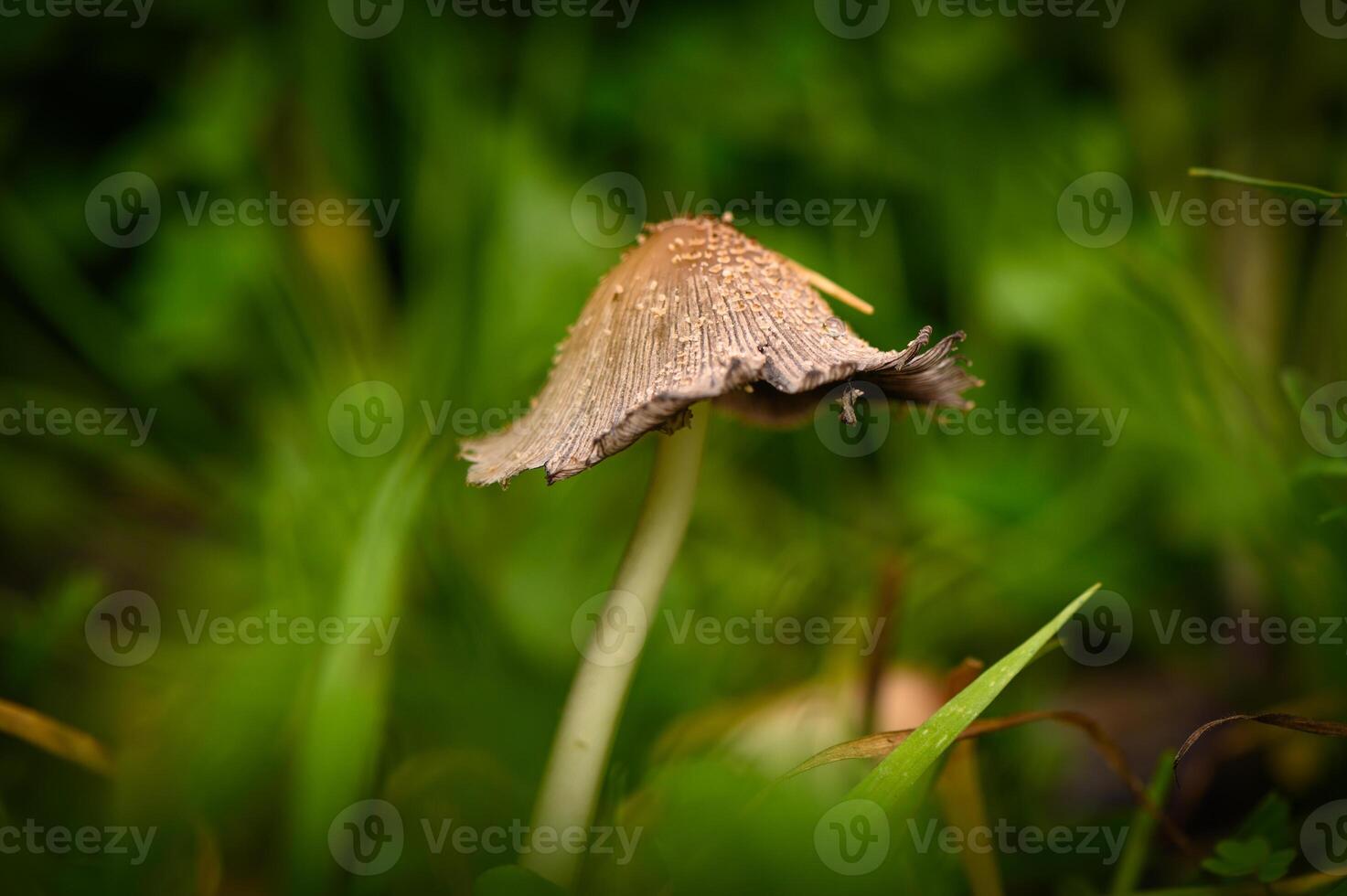 Naturally aged mushroom grow among lush green grass at dawn in a peaceful woodland setting photo