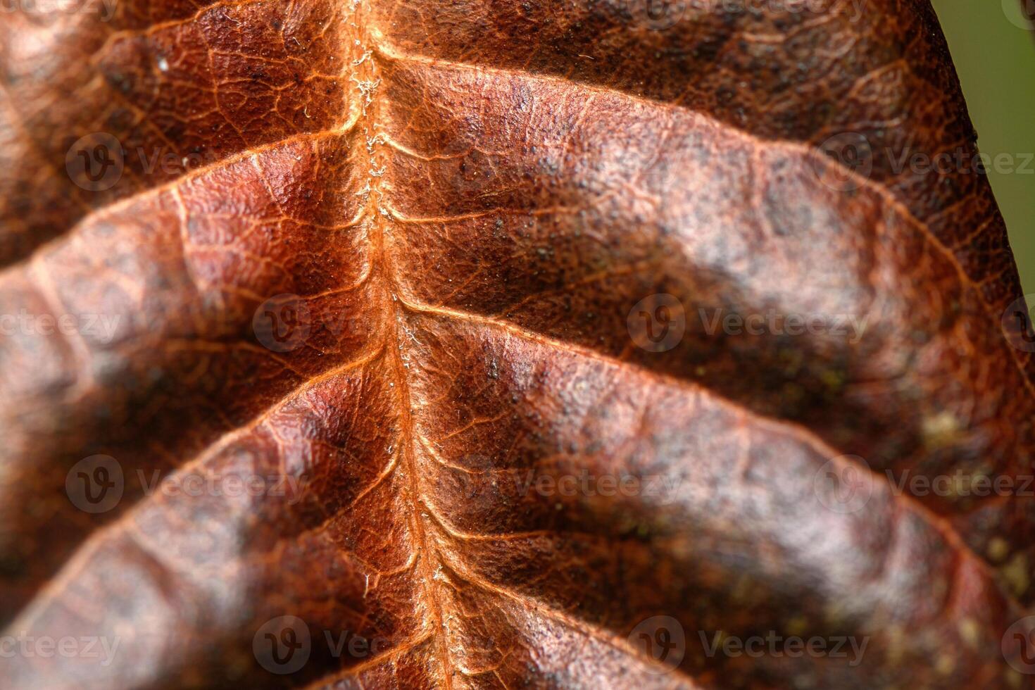 Nature reveals the intricate patterns of dry leaf captured in warm hues of brown and gold photo