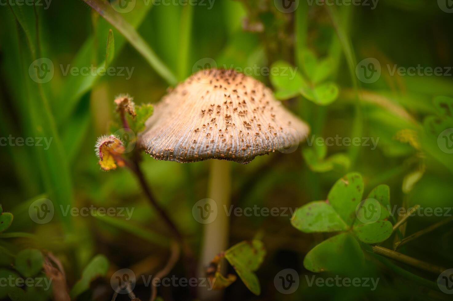 Delicate mushroom nestle among vibrant greenery in a serene outdoor setting photo