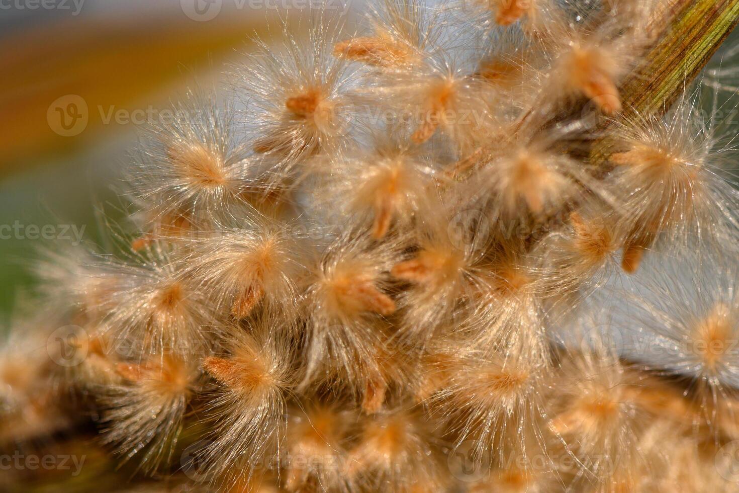 Delicate tuft of nature highlighting intricate details on a plant in sunlight photo