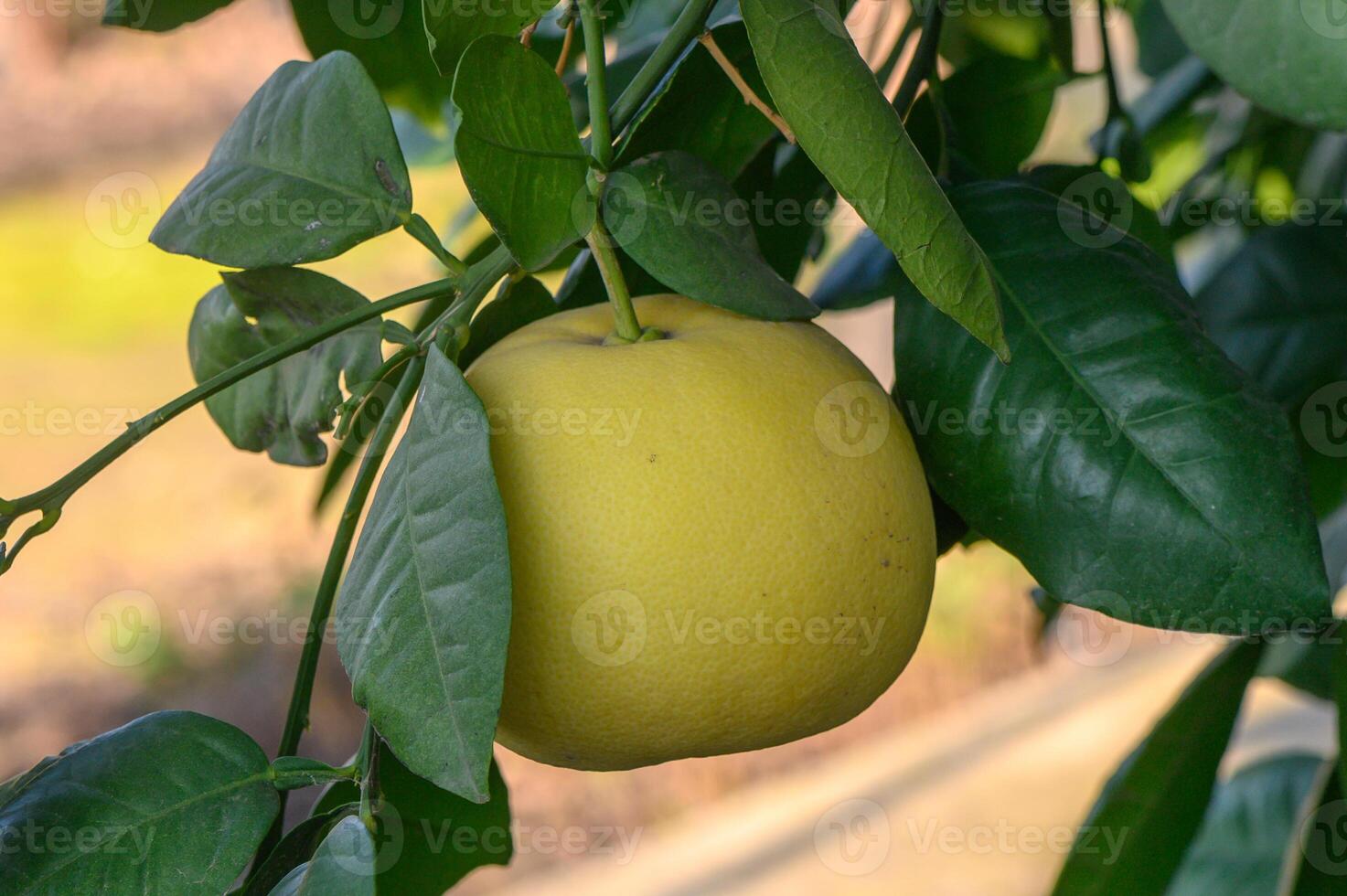 Bright yellow fruit hang from lush green leaves in a warm garden setting during daylight hours photo