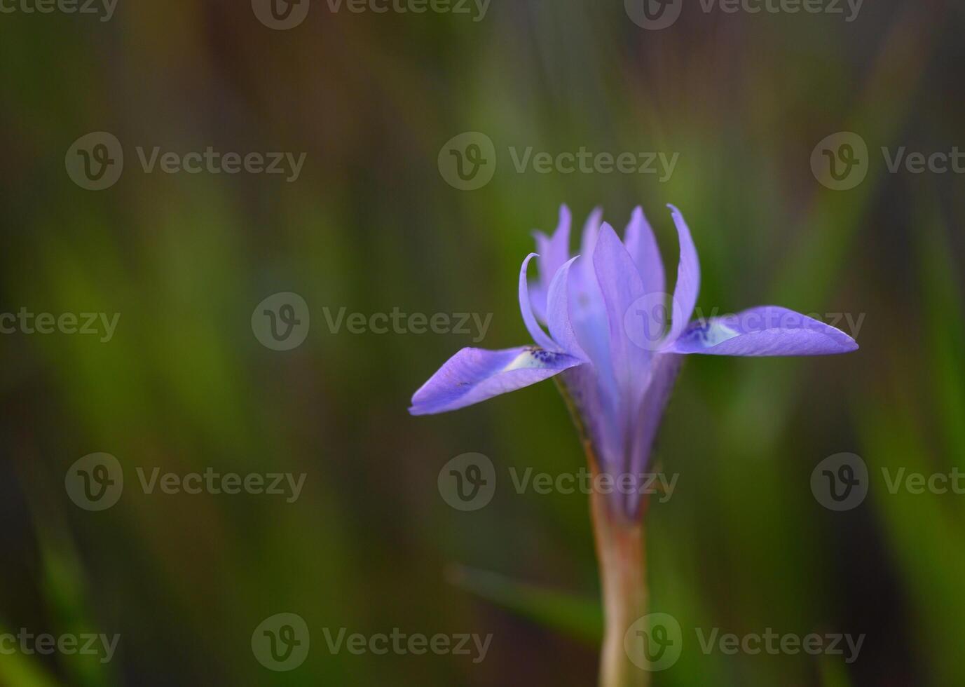 Delicate purple flower blooming in a tranquil nature setting during the golden hour of a late afternoon photo