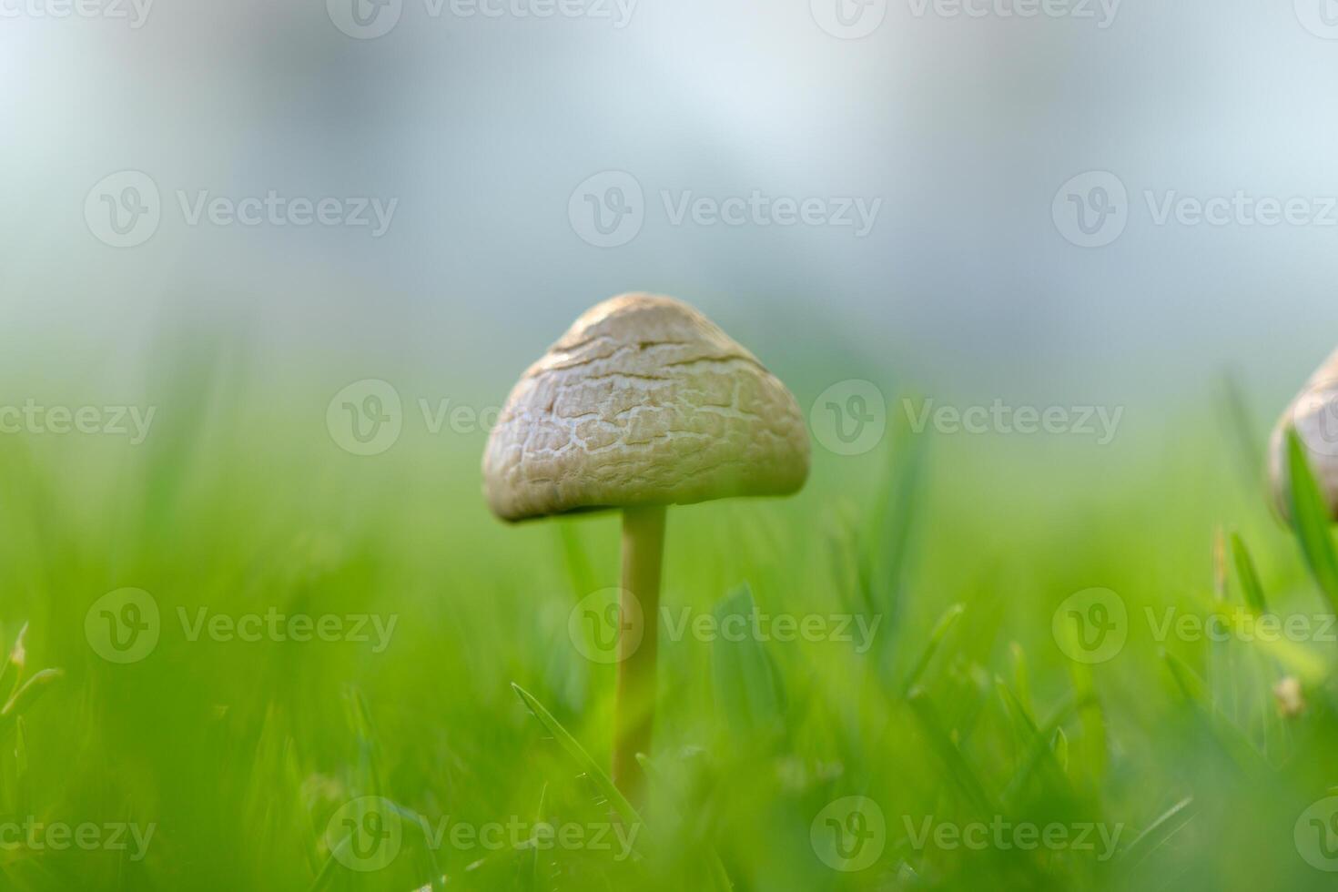 Delicate mushroom emerging from l sunlight natural setting photo
