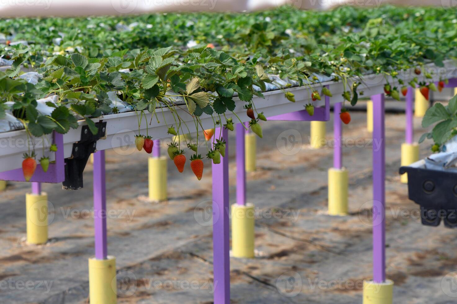 Growing strawberries in a modern greenhouse with vibrant plants and a focus on sustainable agriculture practices photo
