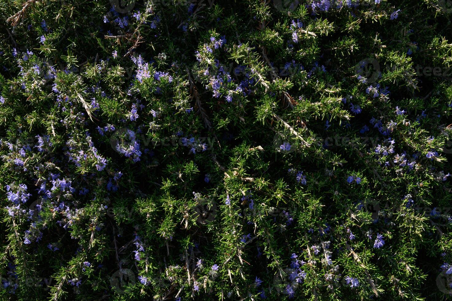 Purple blooms grace a lush green landscape in a sunny garden setting during the afternoon photo