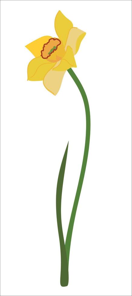 Yellow daffodils with green leaves in flat style. Cartoon illustration of narcissus. Spring flower isolated on white background. vector