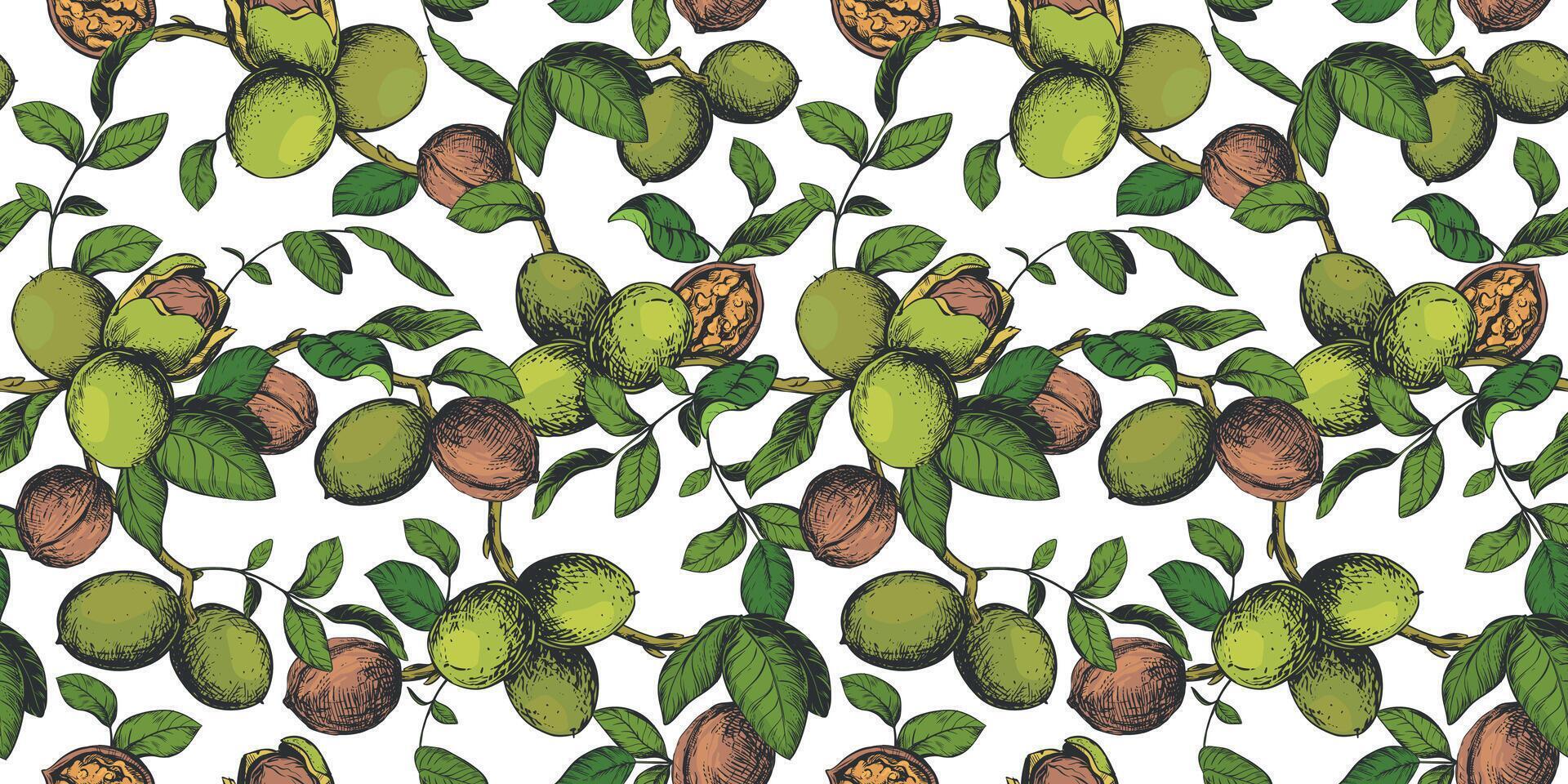 Seamless pattern of walnut branches. background with kernels, leaves and nut skin. Illustration in color engraving style. Design for wallpaper, packaging, textile. Hand drawn ink sketch. vector