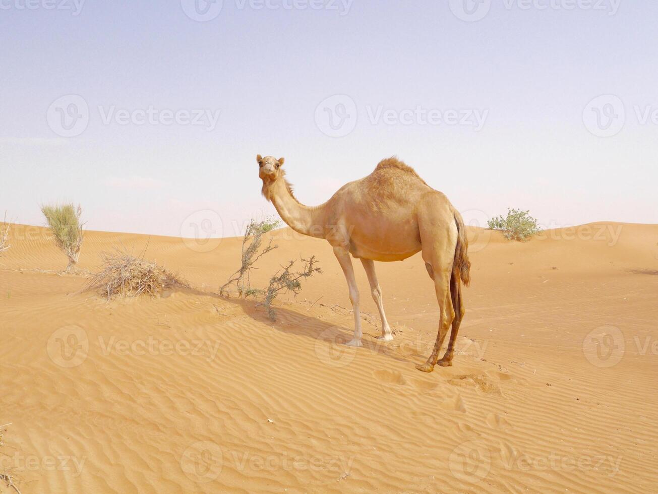 A camel standing in the desert photo