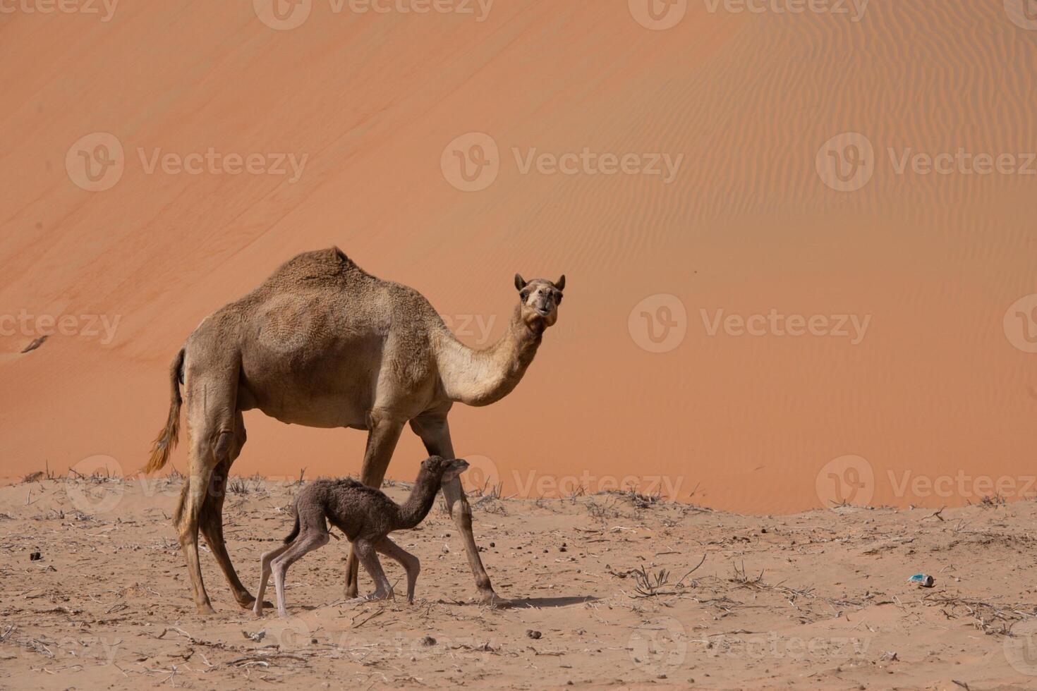 A camel and a baby camel in the desert photo