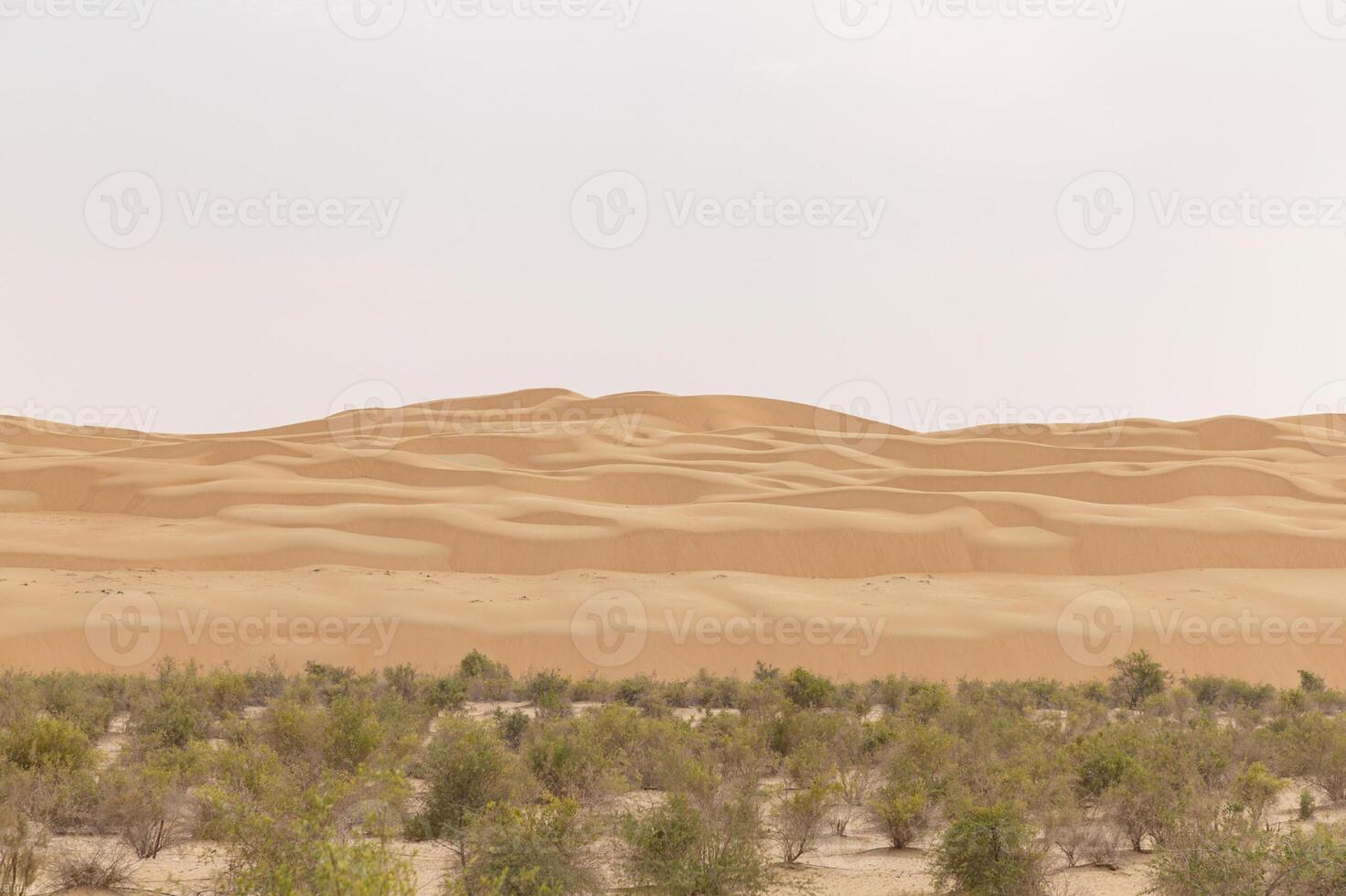 A large desert area with a few trees and a camel photo