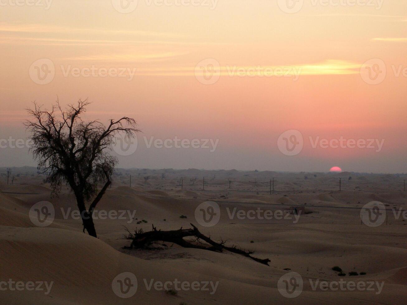 A tree in the desert photo