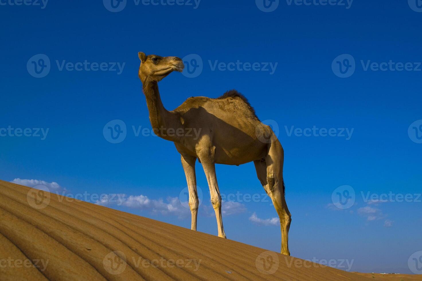 A camel standing on a sand dune photo