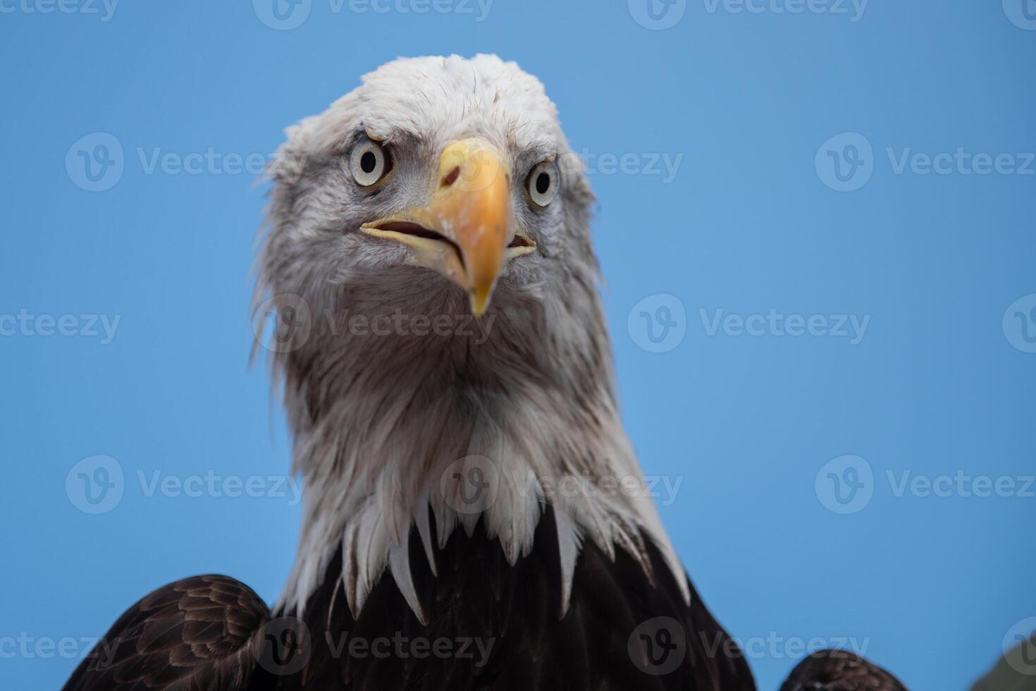 A bald eagle with a blue sky background photo