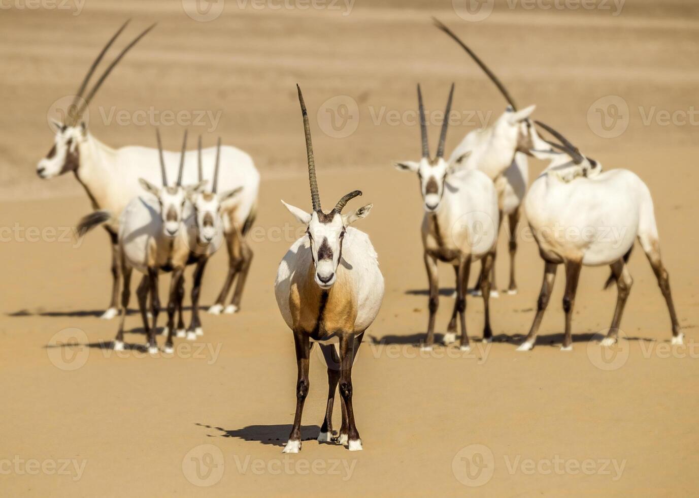 A herd of oryx in the desert photo