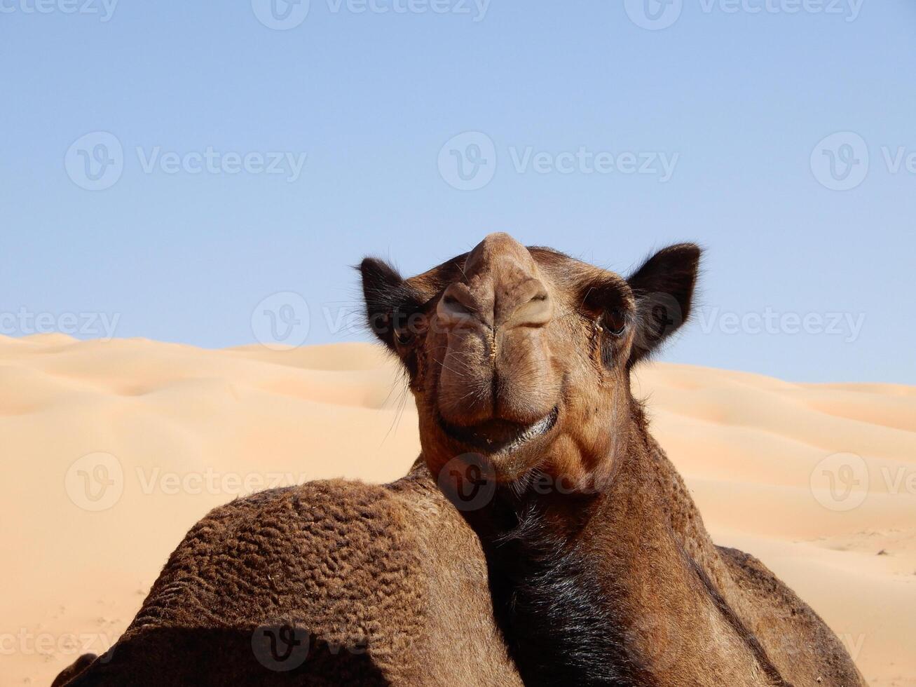 A camel with a big head photo
