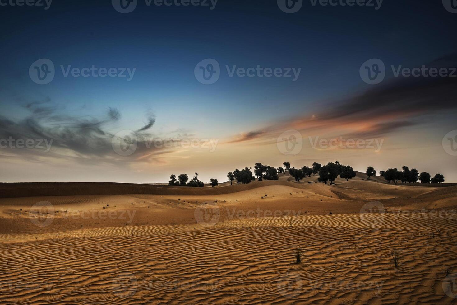 The desert at sunset with trees and sand dunes photo