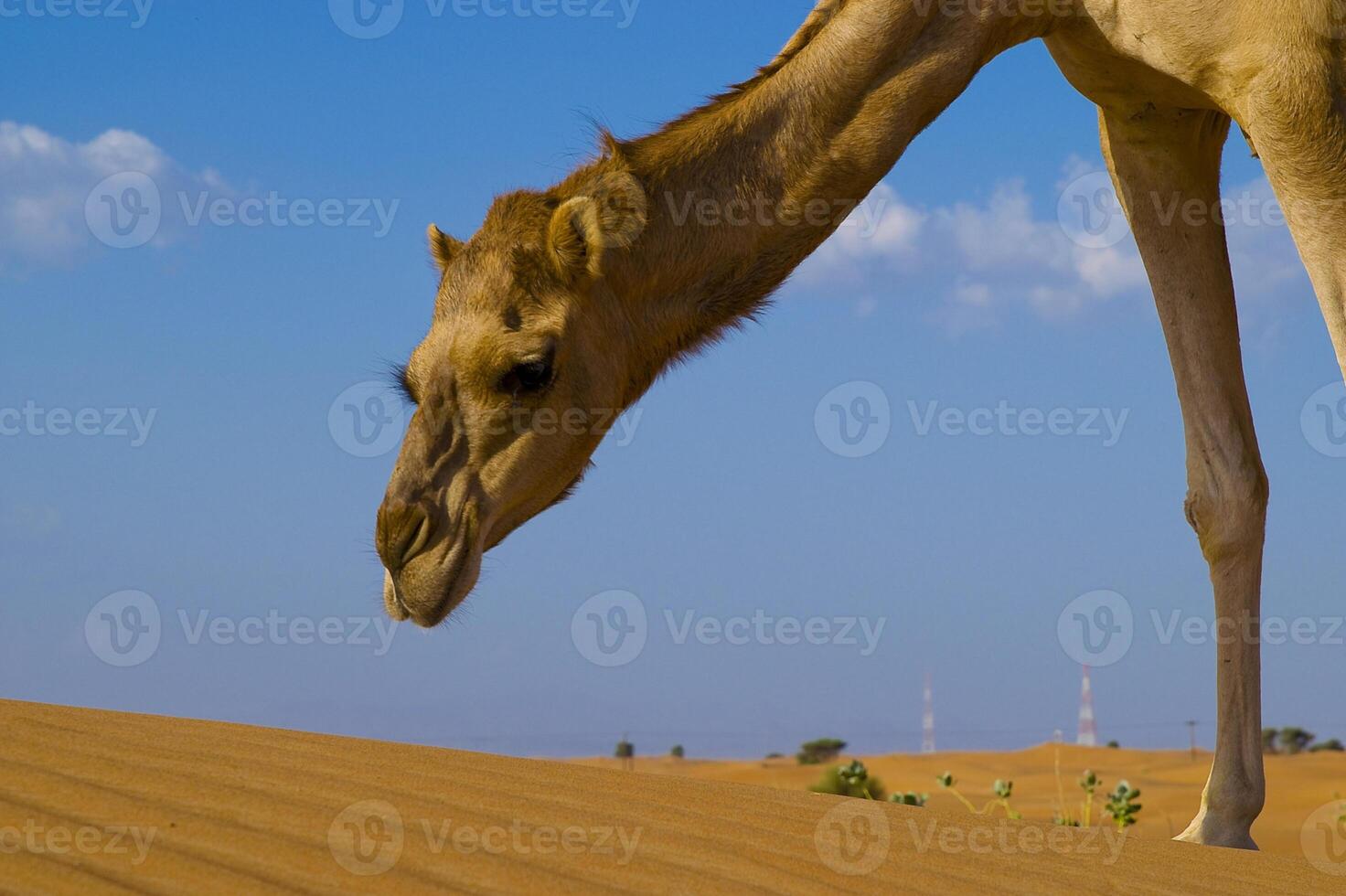 A camel in the desert photo