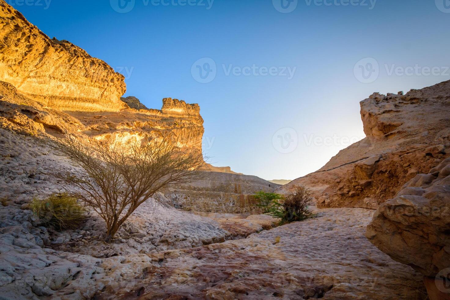 A tree in the middle of a desert photo