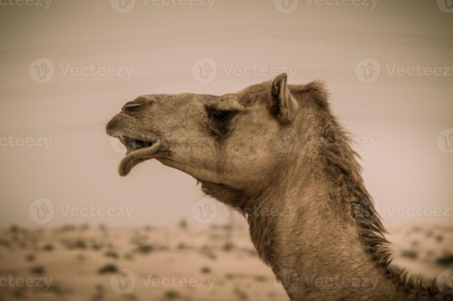 A camel with its mouth open in the desert photo