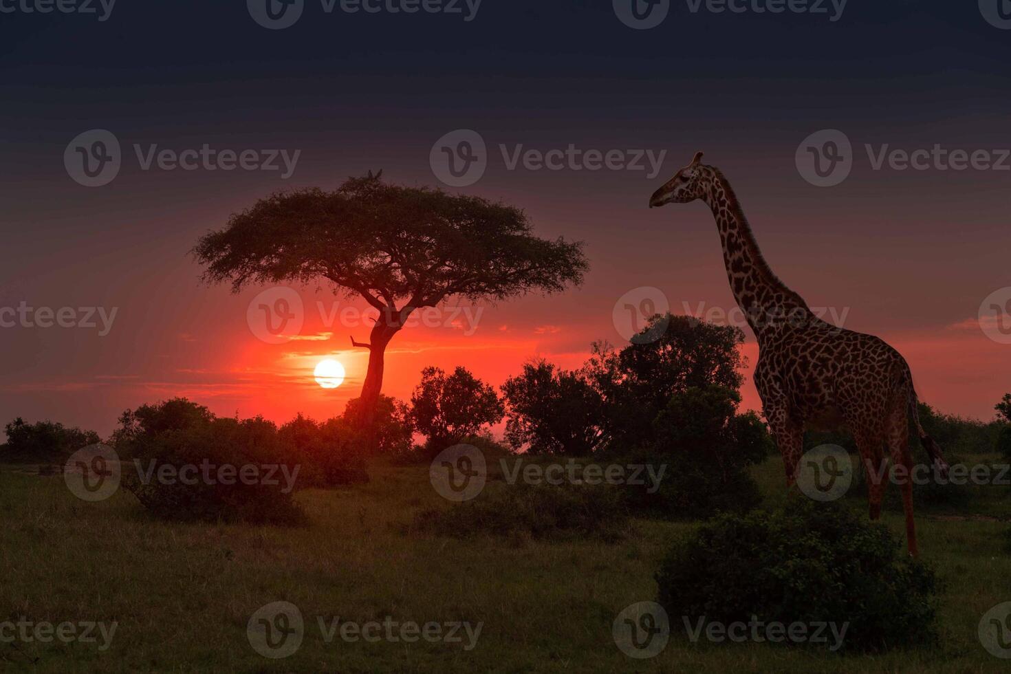A giraffe stands in front of a tree at sunset photo